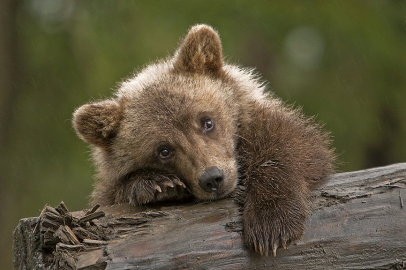 в тбилиси мужчина спас медвежонка