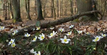 весна лес цветы