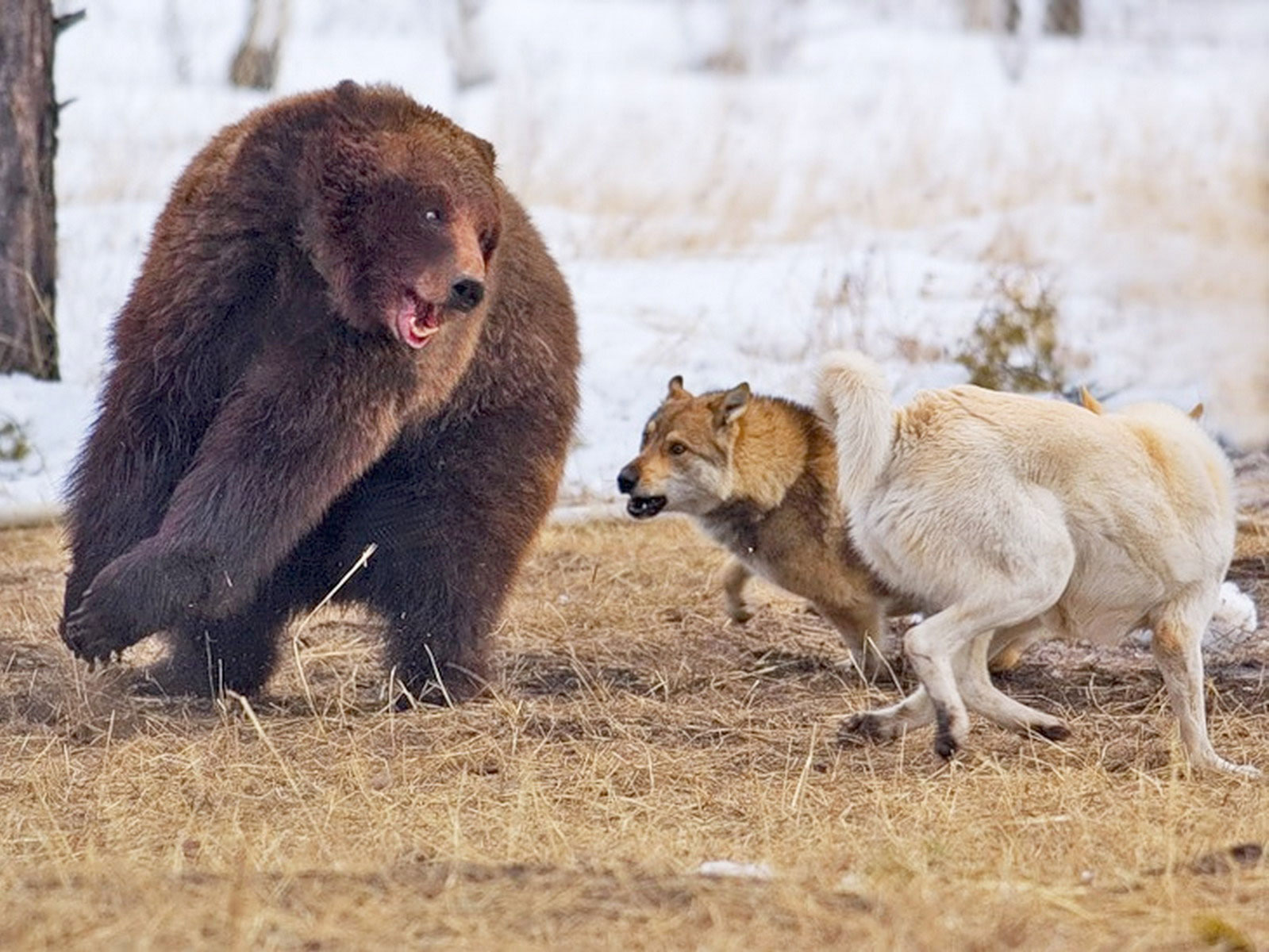медведь собаки охота лайки