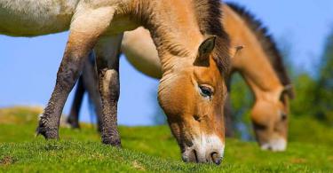 лошадь Пржевальского, Смоленское поозерье