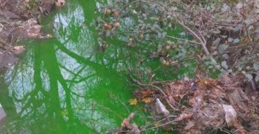 В Смоленске зелёная вода вылилась в реку ясенную